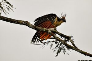 Qué encontrarás en Caño Cristales - hoatzin