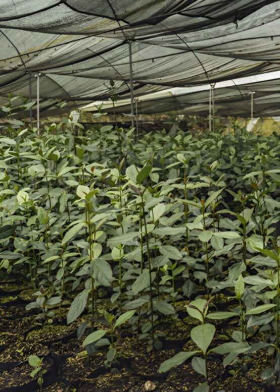 Enmascarar grupo 4071 Viajes que apoyan la conservación del medio ambiente