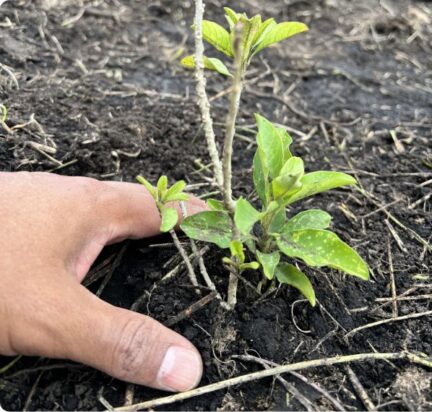 Enmascarar grupo 4101 Enmascarar grupo 4101