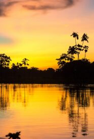 Paisaje Selva Amazónica Paisaje Selva Amazónica