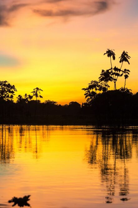 Paisaje Selva Amazónica Paisaje Selva Amazónica