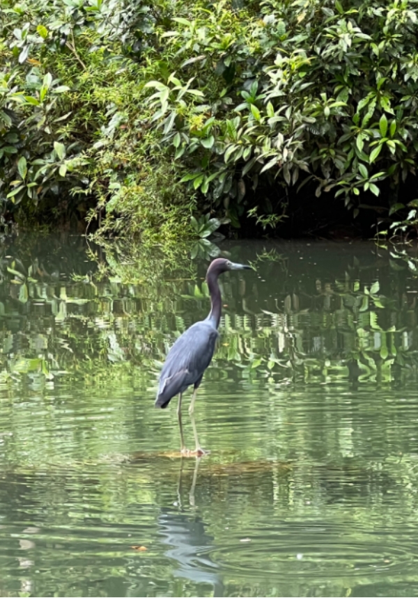 bahia Tour guiado de avistamiento de ballenas en Bahía Solano