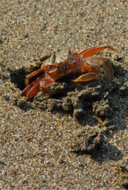 Enmascarar grupo 4194