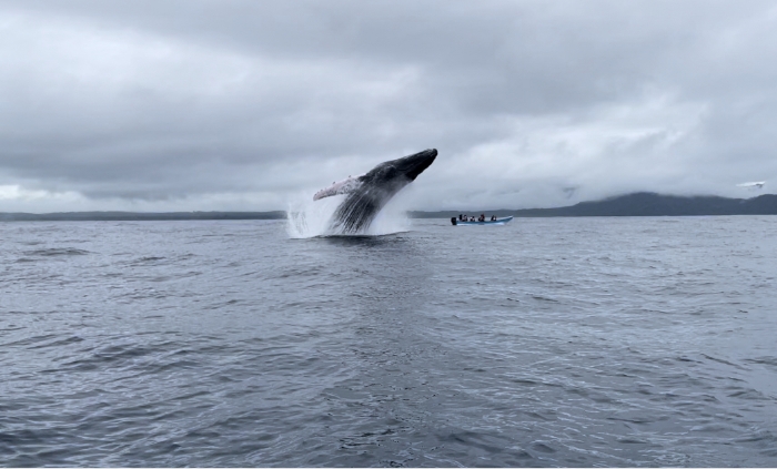 Enmascarar grupo 4203 Escapada perfecta para avistamiento de ballenas en Colombia