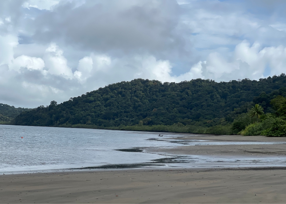 Enmascarar grupo 4217 Reserva tu experiencia de avistamiento de ballenas en Bahía Solano