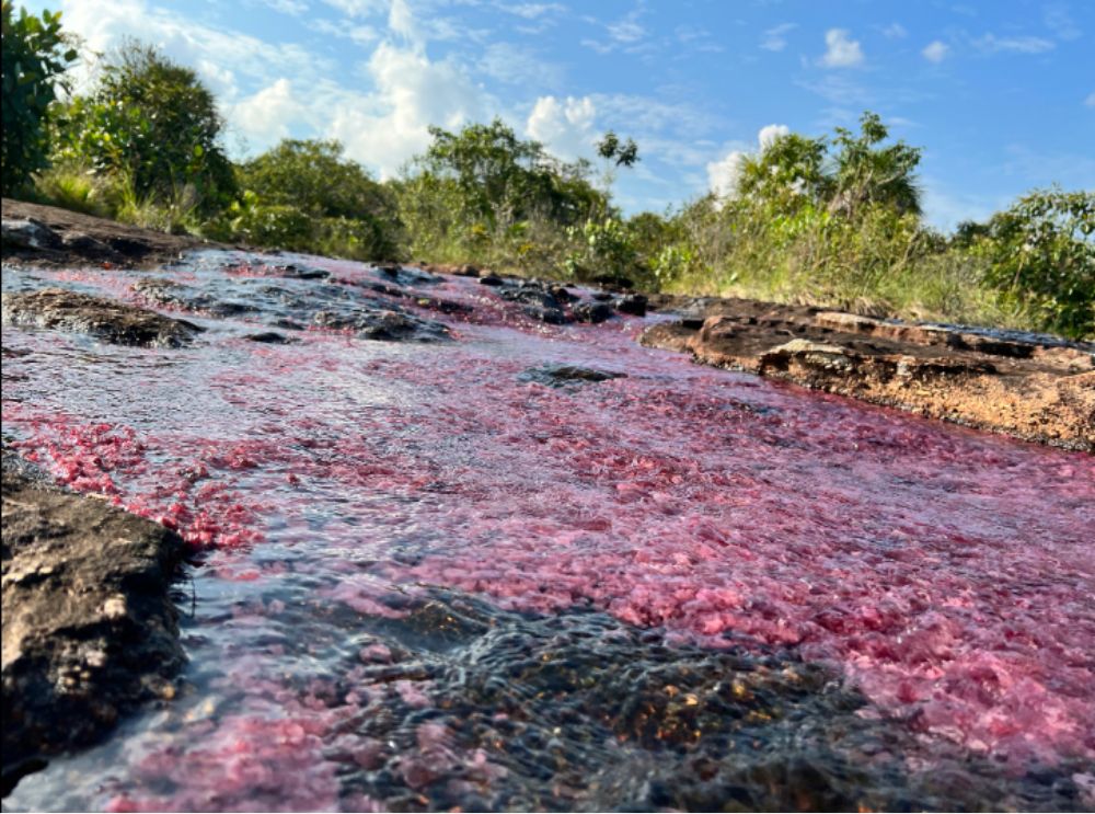 Plan turístico Caño Cristales Plan turístico Caño Cristales