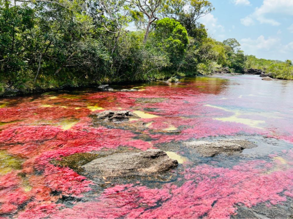 Imagen 198 Paquete ecoturístico a Caño Cristales con Novatours
