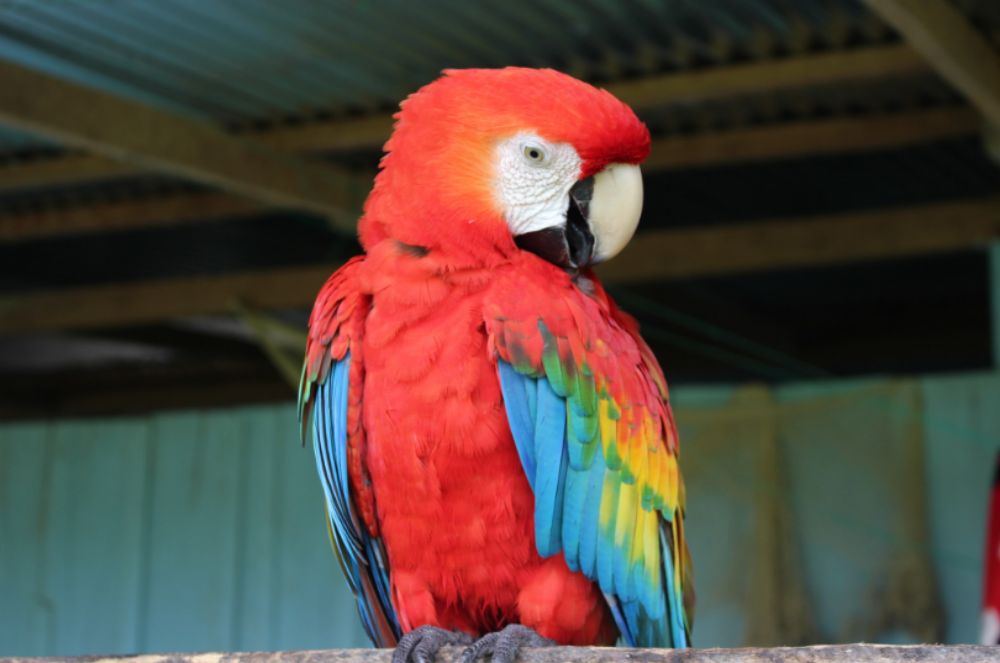Imagen 201 Reserva inmediata tour Caño Cristales Novatours